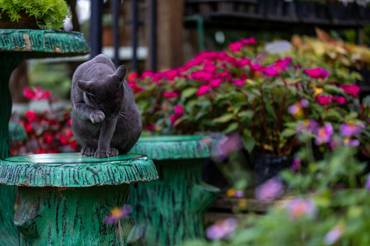 Portrait of dark grey Korat cat is sitting in outdoor garden staring at the camera while cleaning and grooming during the summer time for pet and mammal concept
