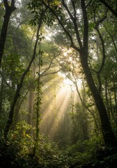 Obraz premium Sunbeams Illuminate Lush Green Forest