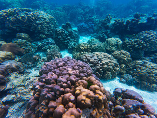 Underwater view showcases vibrant coral formations in a thriving reef ecosystem. The diverse corals create a stunning visual, celebrating marine life beneath the waves.