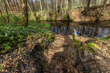 A river flowing through the middle of a dense forest, autumn leaves on the hiking trail