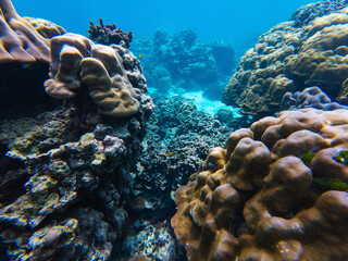 Colorful coral reefs thrive beneath the clear waters of Thailand, showcasing diverse marine life. Snorkelers explore the vibrant underwater ecosystem during a sunny afternoon.
