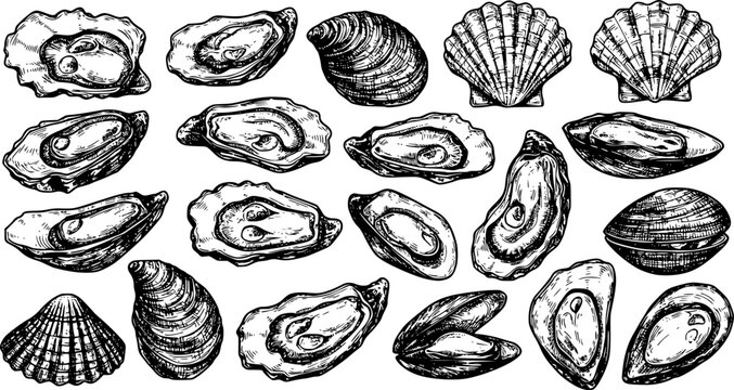 Oysters engraving vector set. Seafood shell fresh luxury, bivalves clams mussels mollusks ocean marine restaurant food, hand drawn sketch black monochrome isolated vectors