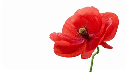 Naklejka premium red poppy flower with swaying stem in wind blown style side view isolated on a white backgroundr