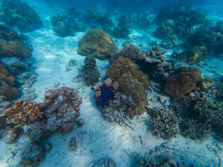 Thailand sea life exploring, an enchanting world of diverse marine life, immersive oceanic fish and corals, underwater shot.