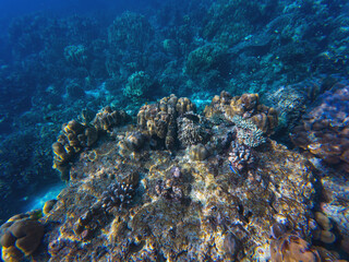 Fototapeta premium Vibrant and colorful sergeant major fish travel in aggregation, in shoal, while feeding, swimming near corals, underwater shot.