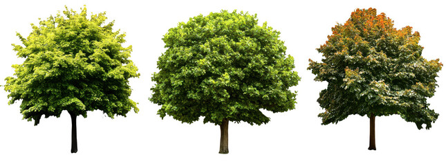 Set of realistic tree images showcasing various angles and colors, including vibrant green foliage and hints of autumn hues, evokes sense of nature beauty and seasonal change