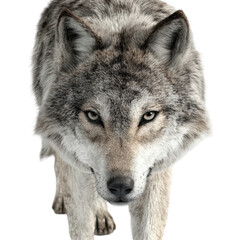 Fototapeta premium Intimidating wolf, close-up view, piercing gaze, ready to hunt