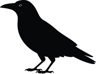 Fototapeta premium Black crow silhouette standing bird