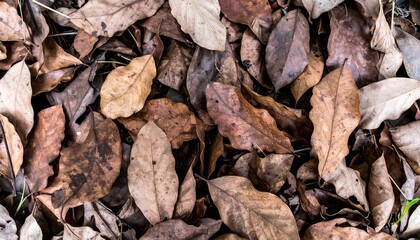 A close-up view of a multitude of dried, various-toned leaves on the forest floor.