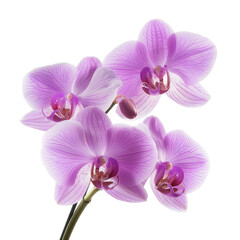 Fototapeta premium and keyword list based on the image.. Pink Orchid Blossom Blooming. Indoor closeup floral nature beauty of five