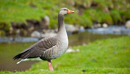 A graylag goose stands proudly on a grassy bank beside a shallow stream.