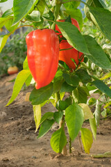 Close-up of red organic sweet bell peppers growing in the greenhouse, vertical composition. Gardening, agriculture and horticulture.