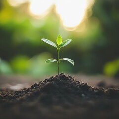 Fototapeta premium Nurturing growth a small plant in a soil pot symbolizing standards indoor environment close-up viewpoint