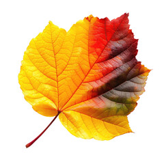Fototapeta premium Colorful Leaf Displaying Fall Colors Isolated on Black Background