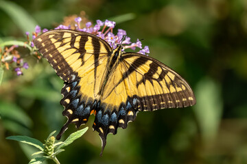 A male Eastern Tiger Swallowtail butterfly feeding on a yellow flower