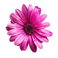 Obraz premium Pink Flower Blooms Solo in Studio Against Dark Background.