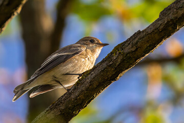 Common Chiffchaff perched on a branch in the morning light