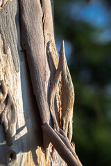tree bark leaf close-up