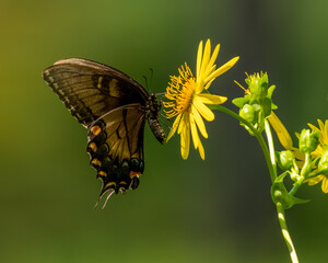 A dark morph Eastern Tiger Swallowtail butterfly feeding on a yellow flower