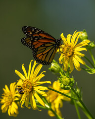 A Monarch butterfly feeding on a yellow flower
