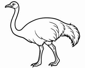 Fototapeta premium Line drawing illustration of a large flightless bird standing profile view isolated on white background