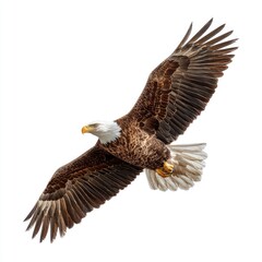 Obraz premium Bald eagle in flight against a white background