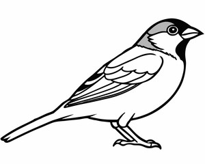 Detailed line drawing of a house sparrow perched and facing right isolated on white background