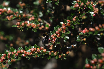 A bumblebee sits on the unopened pink buds of a cotoneaster, surrounded by small dark green leaves.