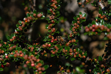 A bee sits on cotoneaster (Cotoneaster horizontals), attracted by the scent of unopened pink buds. The insect blends into the dense dark green foliage of the plant.