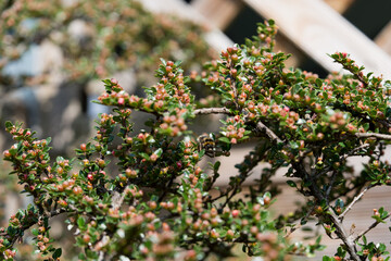 A bumblebee sits on the unopened pink buds of a cotoneaster, surrounded by small dark green leaves.