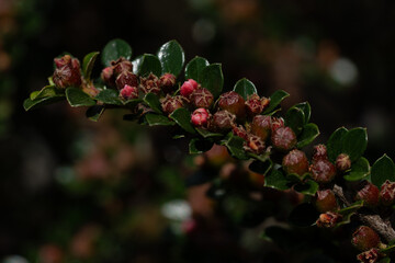 A branch of cotoneaster (Cotoneaster horizontals) covered with numerous tiny pink buds and small dark green leaves. Delicate ornamental plant captured in close-up.