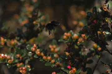 Bumblebee flying toward pink dogwood buds, showing delicate blossoms and buzzing insect in natural outdoor setting, mid-air action captured in close-up.