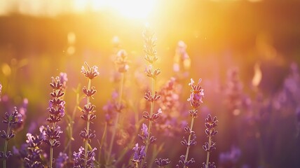 Lavender flowers bathed in the warm glow of the setting sun, creating a serene and captivating scene. A peaceful meadow and beautiful flowers are enhanced by the natural light.