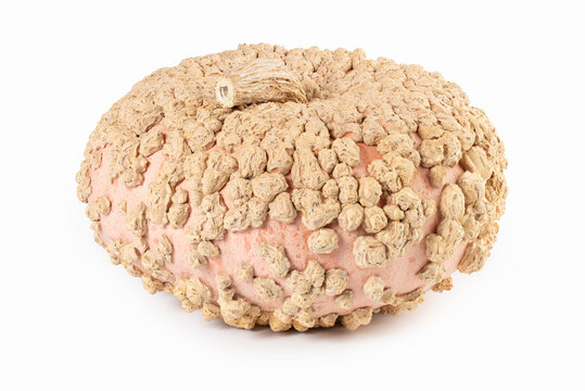Galeux d&rsquo;Eysines Peanut Pumpkin Isolated on White