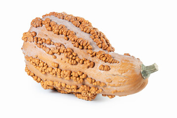 Musquee de Maroc Heirloom Pumpkin Isolated on White