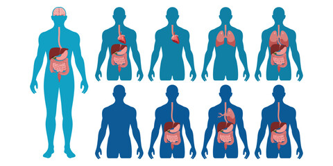 Illustration of human body silhouettes with highlighted digestive organs, showing anatomy and stages of the digestive system for educational use