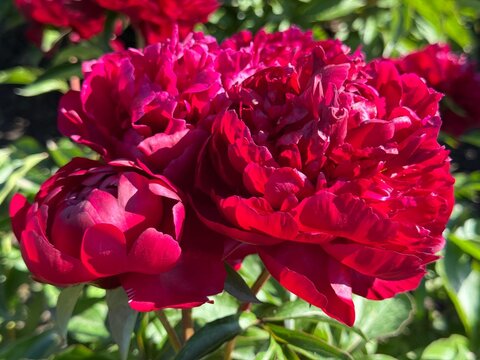 Beautiful red peonies flowes in the garden.
