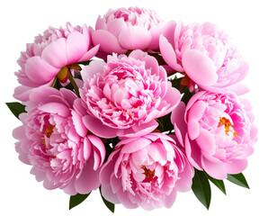 Fototapeta premium Vibrant Pink Peony Blossoms Cluster, isolated on transparent background PNG