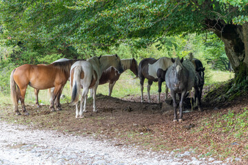 Fototapete bei efototapeten.de bestellen   