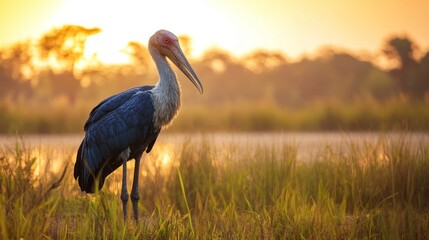Marabou Stork Stands Gracefully Amidst the Serene African Landscape at Sunset