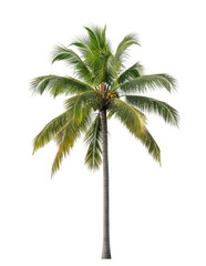 Obraz premium Tall Palm Tree, transparent background, cutout PNG