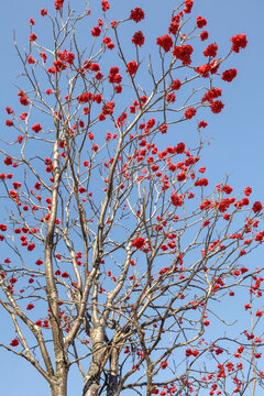 Leafless tree with clusters of bright red berries against a clear blue sky. Ontario, Canada