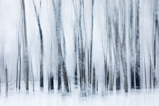 Blurred abstract winter forest with tall trees in foggy snow-covered landscape. Ontario, Canada