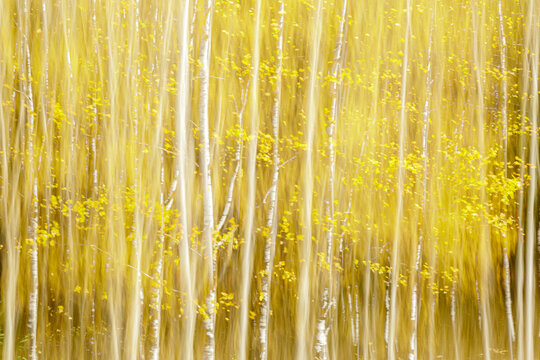 Abstract image of blurred yellow autumn leaves and tree trunks in a forest. Ontario, Canada