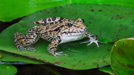 The African common toad or guttural toad (Sclerophrys gutturalis), Kenya