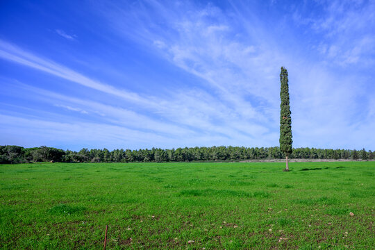 A lone cypress tree in a lush green field, Israel - Powered by Adobe