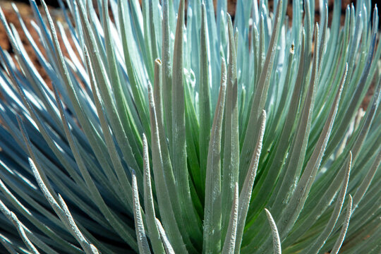 Close-up of silver-green spiky leaves of a succulent, silversword, in sunlight. Haleakala national park, Maui, Hawaii