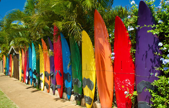 A row of vibrant, colorful surfboards lined up against a lush tropical plant background. Paia, baldwin avenue, Maui, Hawaii, USA 