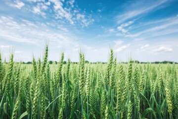 Lush green wheat field under a bright blue sky with fluffy clouds, showcasing the beauty of nature and agricultural abundance in summer