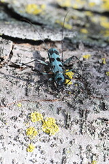 Blue Longhorn Beetle with Black Spots (Rosalia batesi) in Japan